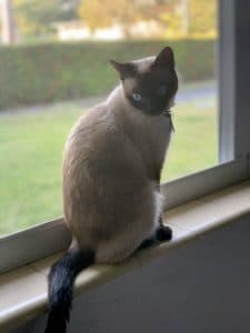 Tamika's cat Tamika Bickham's Cat